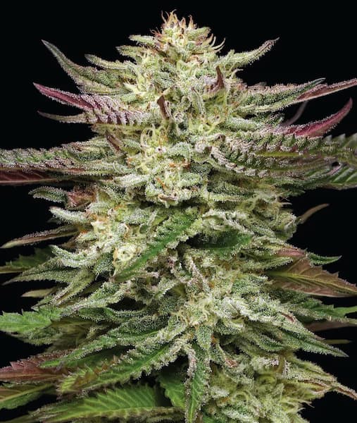 Humboldt Headband Auto > Humboldt Seed Company | Autoflowering Hanfsamen  |  Indica